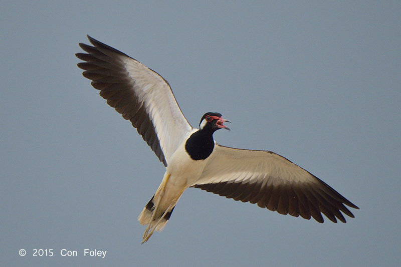 Lapwing, Red Wattled