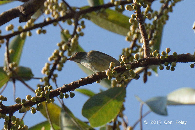 Flowerpecker, Thick-billed