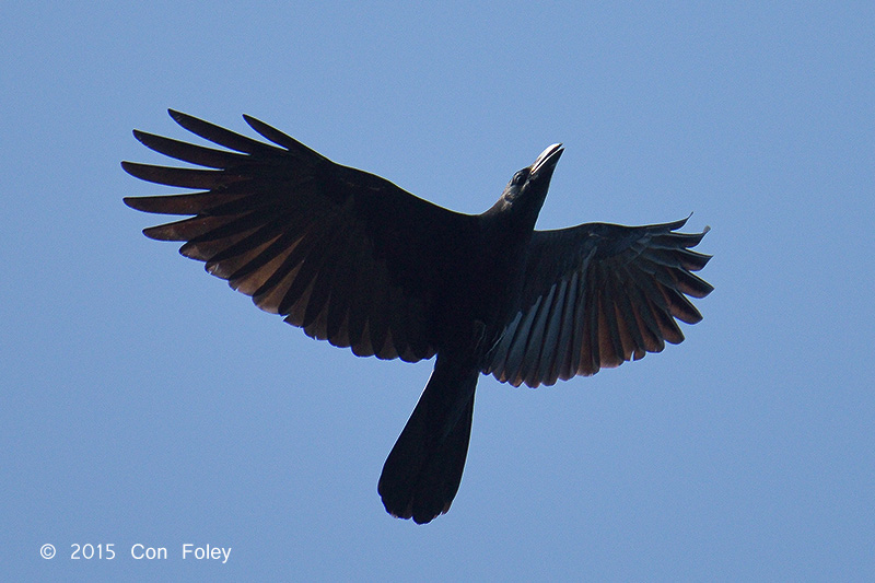 Crow, Slender-billed