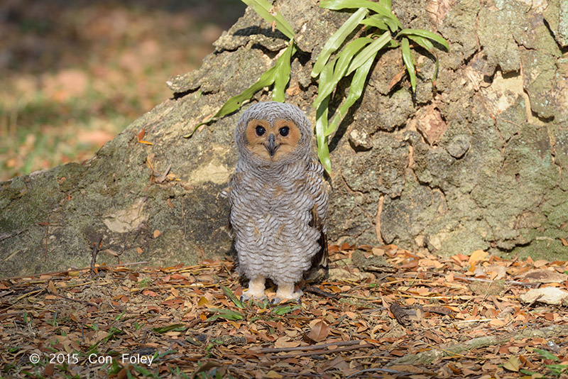 Owl, Spotted Wood (juv) @ Pasir Ris Park