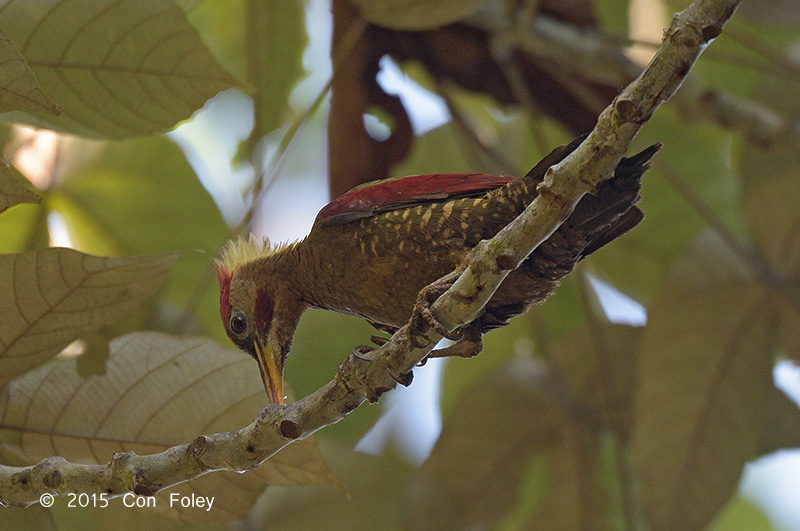 Woodpecker, Crimson-winged (male)