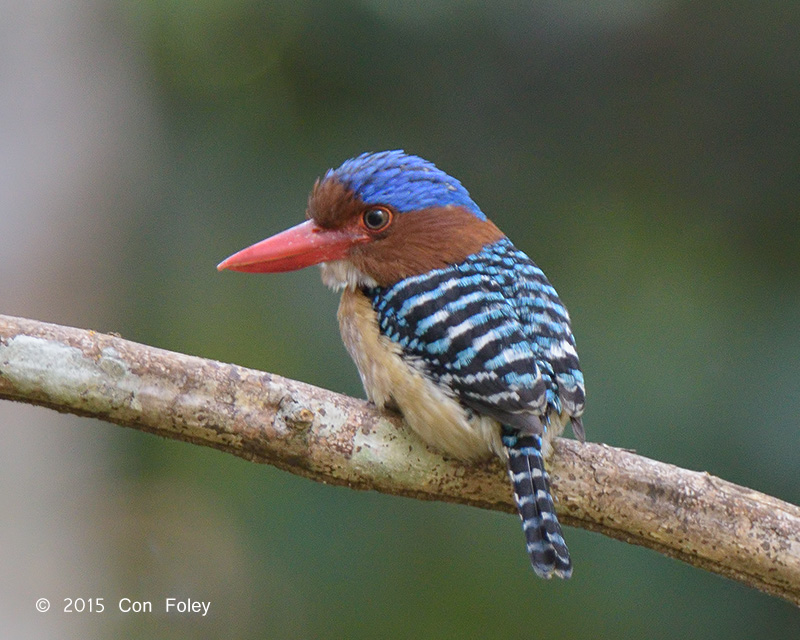 Kingfisher, Banded (male)