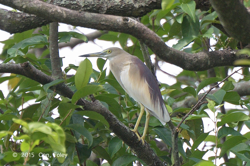 Heron, Indian Pond @ Bidadari