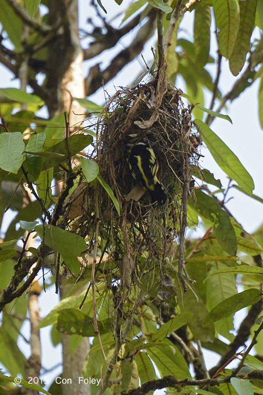 Broadbill, Black-and-yellow (at nest)