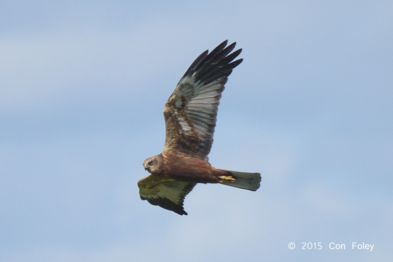 Harrier, Western Marsh (male)  @ Oland, Sweden