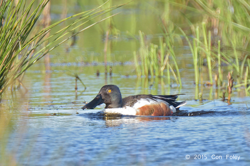 Shoveler, Northern (male) @ Hornborgasjn, Sweden