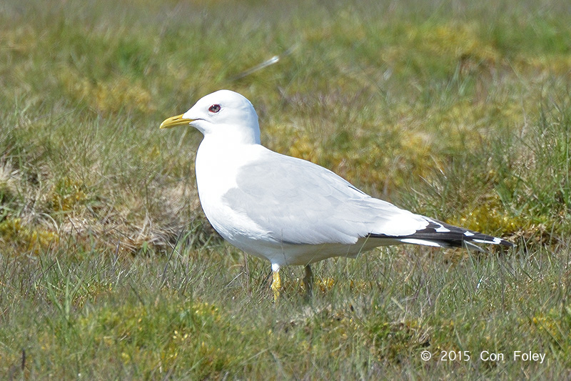 Gull, Common @ Oland, Sweden