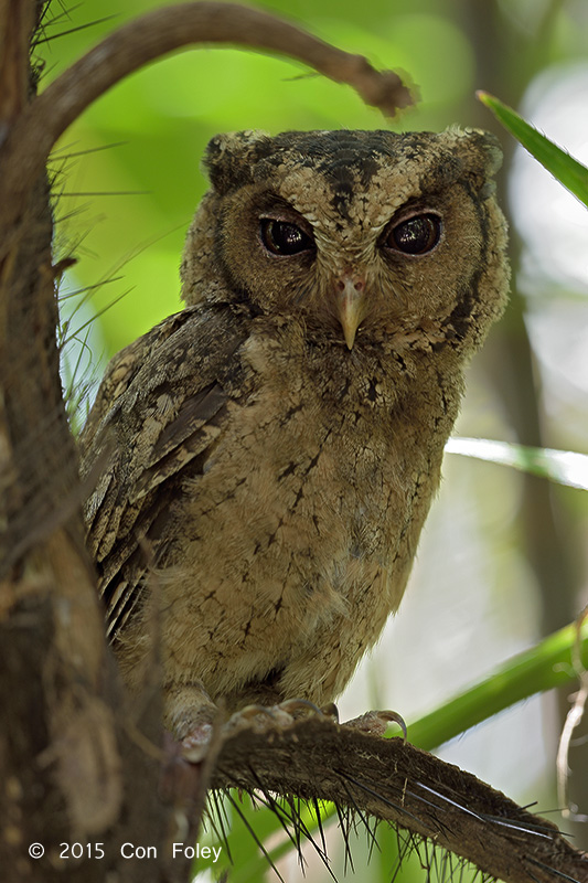Owl, Sunda Scops @ SBG