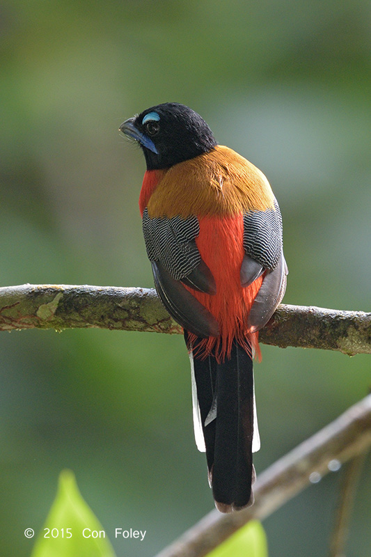 Trogon, Scarlet-rumped (male)