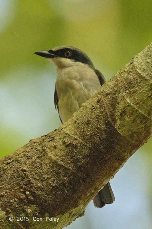 Woodshrike, Large (male)