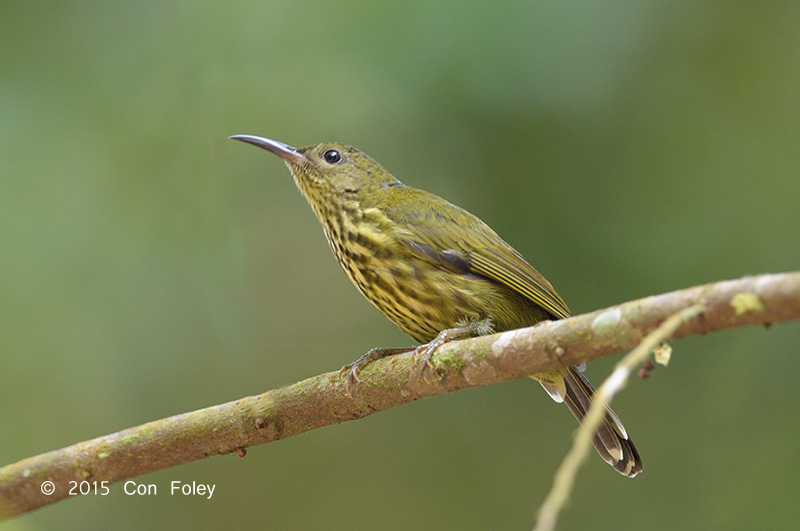 Sunbird, Purple-naped (male)