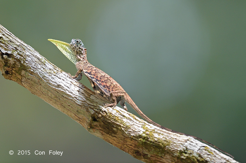 Common Gliding Lizard