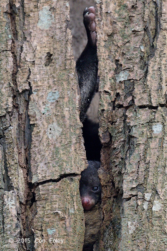 Asian Palm Civet @ Bidadari