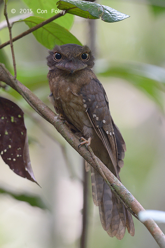 Frogmouth, Goulds