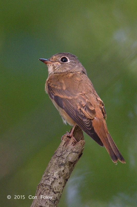 Flycatcher, Ferruginous @ Bidadari