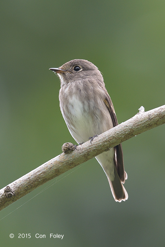 Flycatcher, Dark-sided @ Bidadari