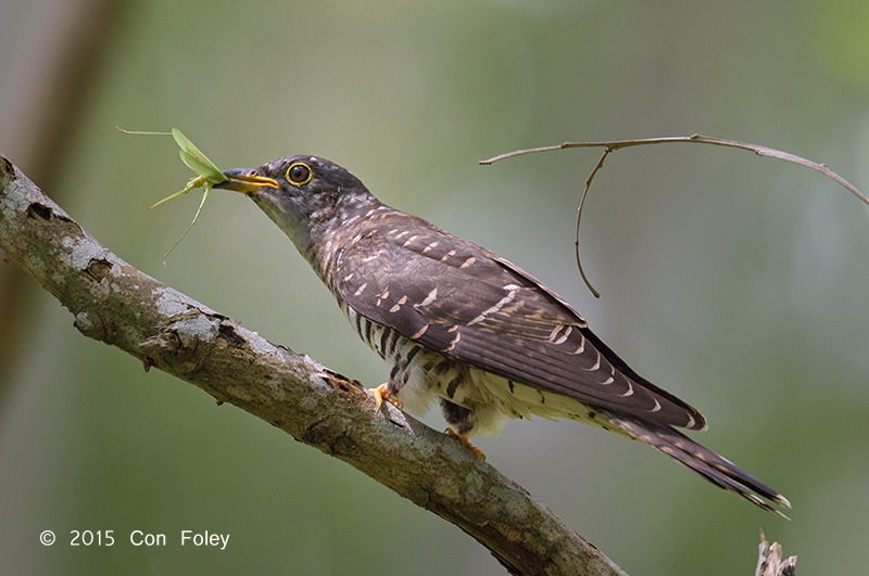 Cuckoo, Indian (juv) @ Bidadari