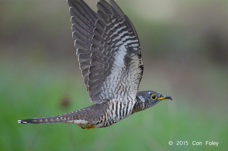 Cuckoo, Indian (juv) @ Bidadari