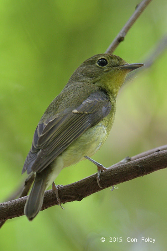 Flycatcher, Green-backed (female) @ Tuas