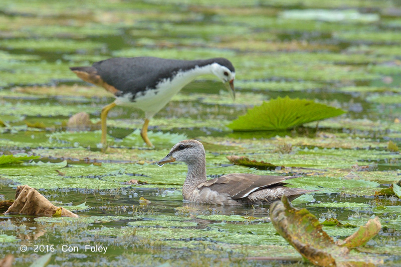 Goose, Cotton Pygmy (juvenile female) @ SBTB