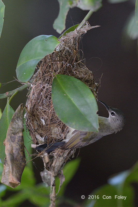Sunbird, Copper-throated (female) @ SBWR