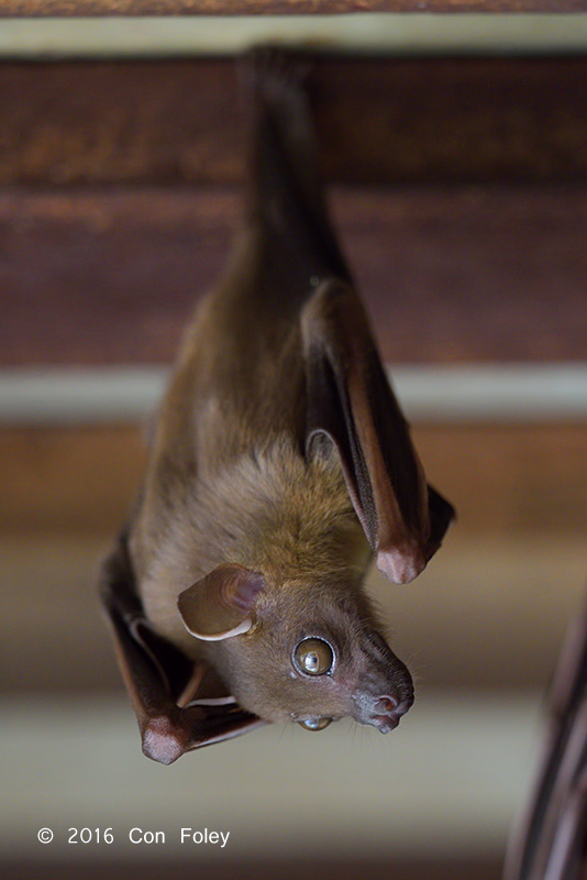 Lesser Dog-faced Fruit Bat @ SBWR