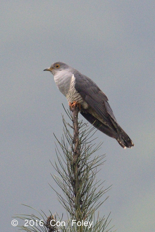 Cuckoo, Oriental