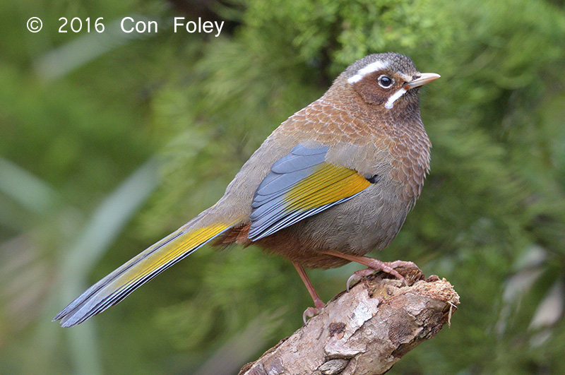 Laughingthrush, White-whiskered