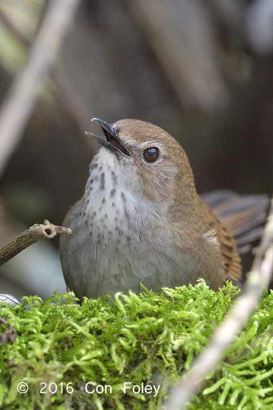 Warbler, Taiwan Bush