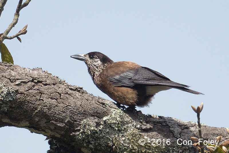 Nutcracker, Eurasian