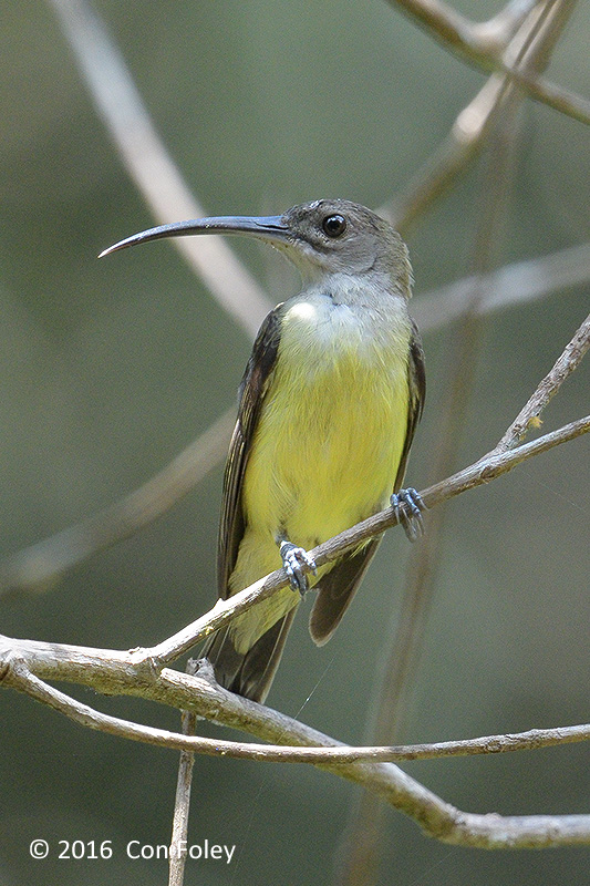 Spiderhunter, Little