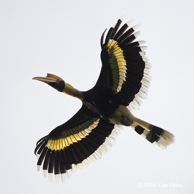 Hornbill, Great (female) @ The Gap