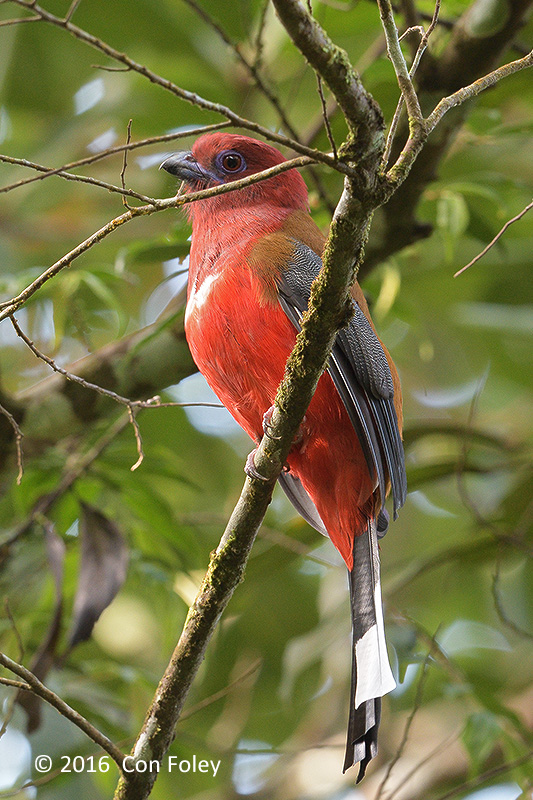 Trogon, Red-headed (male) @ Telecom Loop