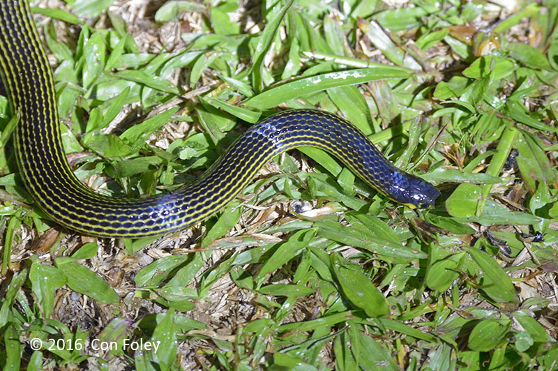 Variable Reed Snake @ Telecom Loop