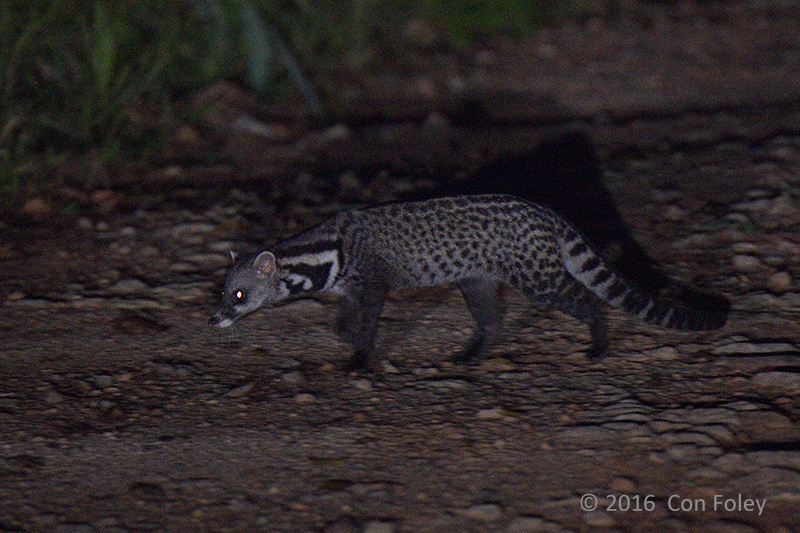 Malay Civet