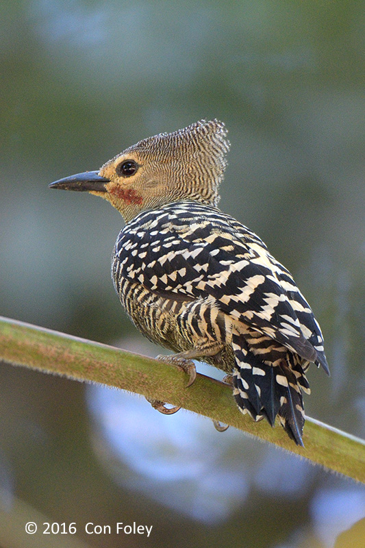 Woodpecker, Buff-rumped (male)