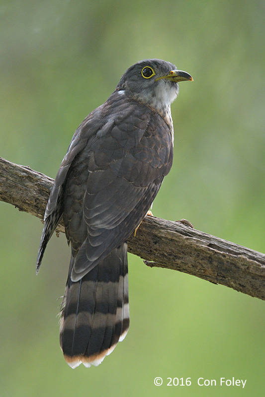 Cuckoo, Malaysian Hawk (juv) @ Bidadari