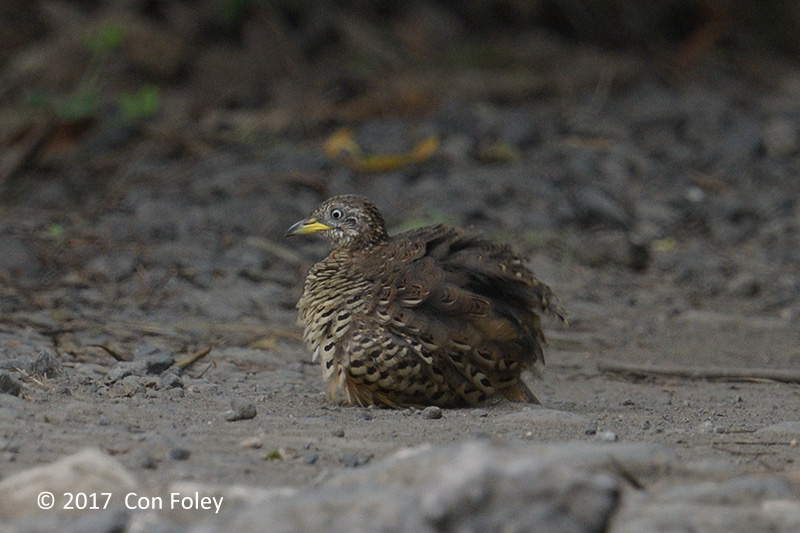 Buttonquail, Barred (male) @ Bali Barat