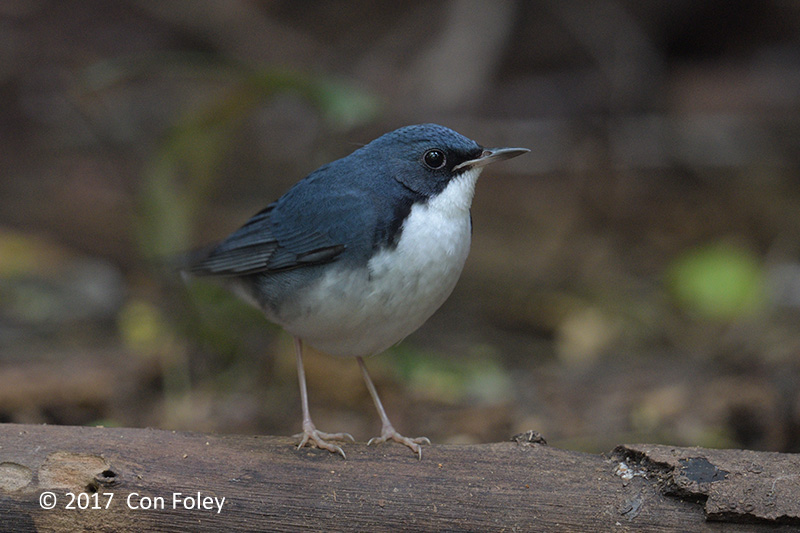 Robin, Siberian Blue (male) @ Venus