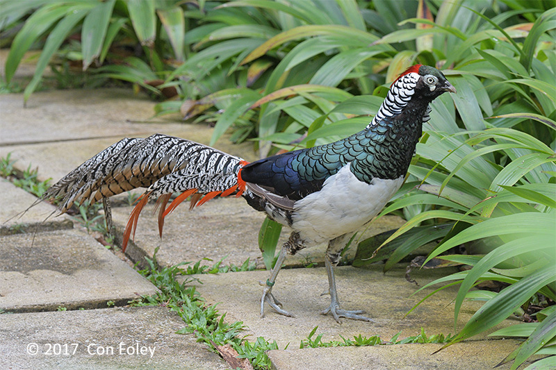 Pheasant, Lady Amherst (male) @ SBG