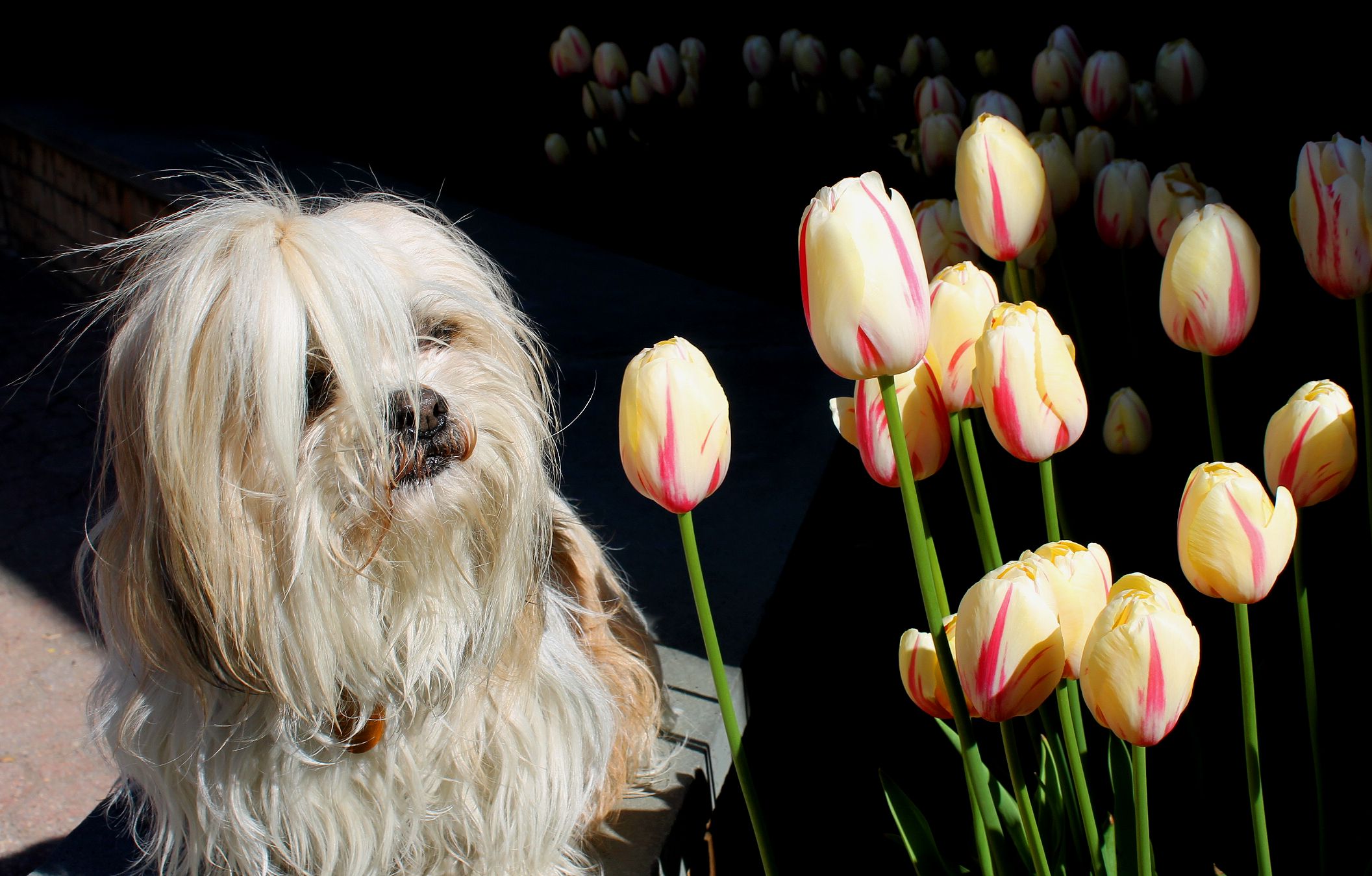 Yuji the Lhasa getting in touch with his tulip nature