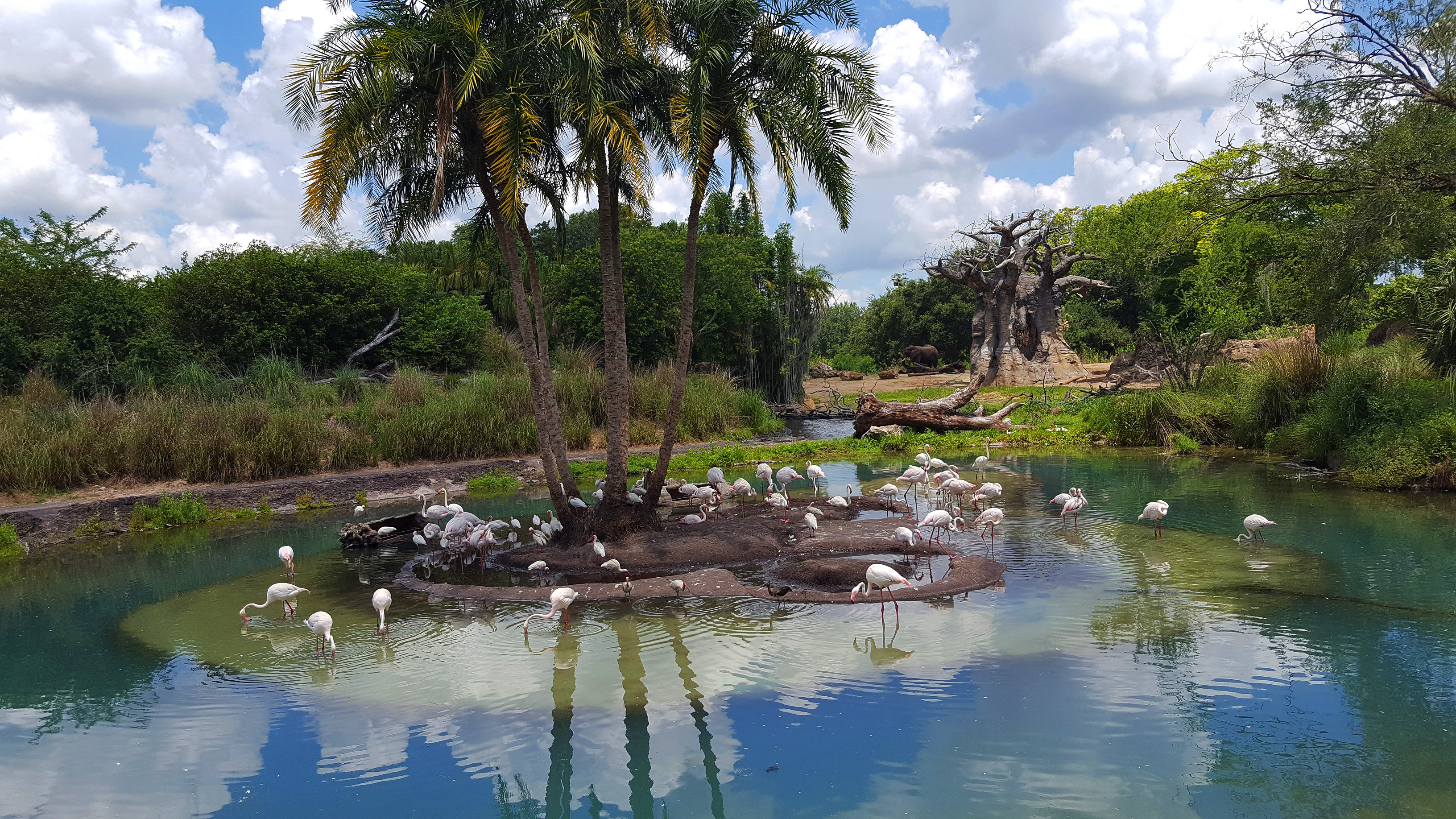 Flamingos at Disney Animal Kingdom