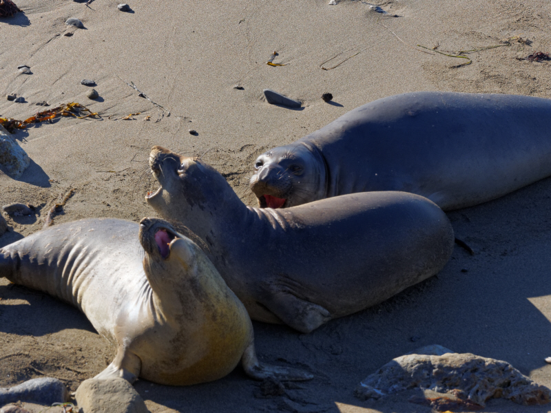 Piedras Blancas Elephant Seals