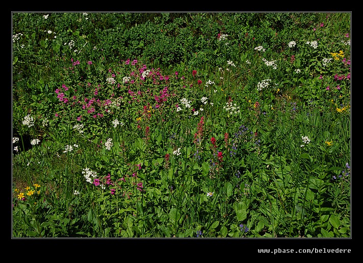 Nisqually Vista Trail #01, Mt Rainier National Park, WA