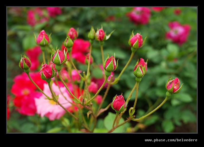 Halifax Public Gardens #08, Nova Scotia