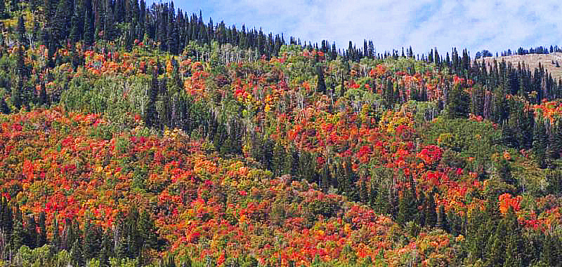 The first signs of fall along the Provo River and Alpine Loop
