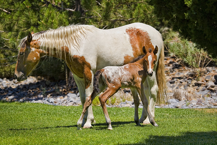 Appaloosa Foal