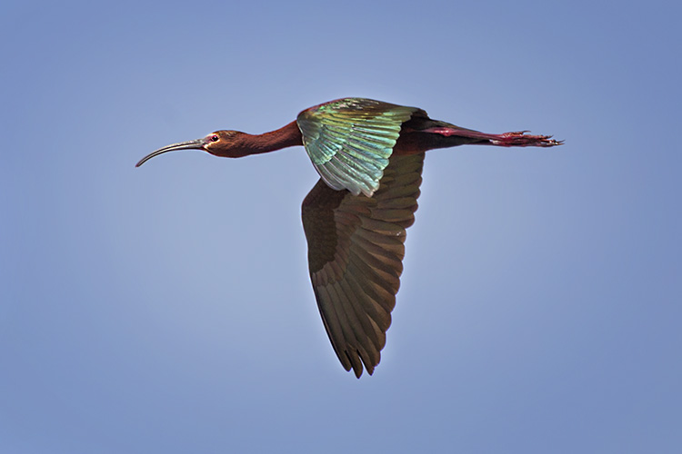 Fabulous Ibis