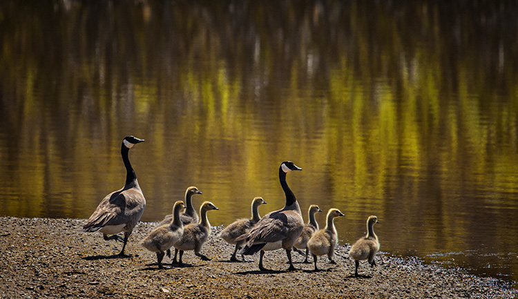 Goslings