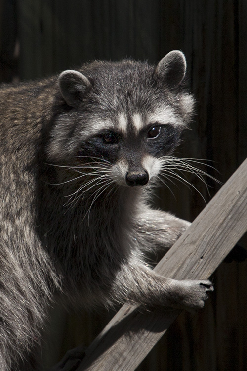 Mom Raccoon